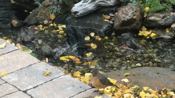 627dee20d27c041a74f5415d birds bathing